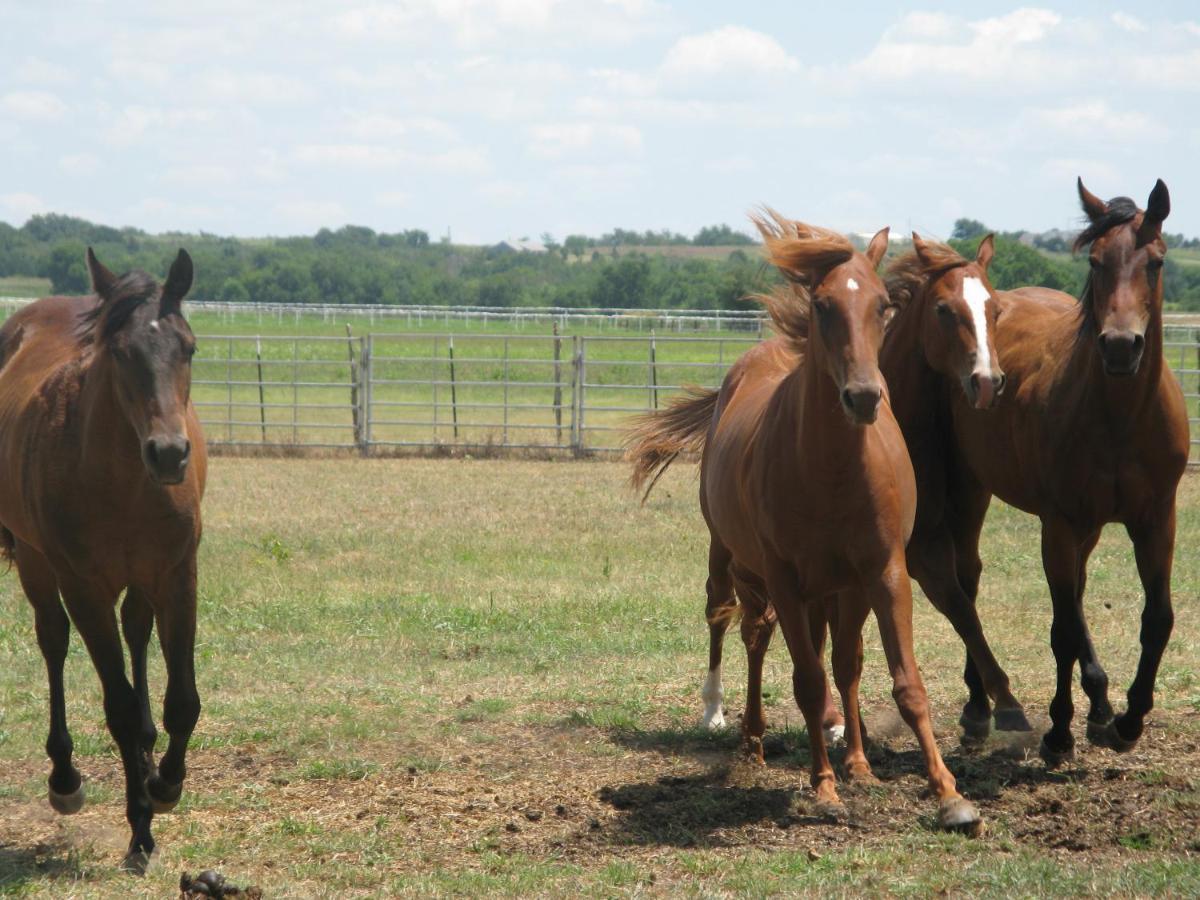 Agriturismo Monsereno Horses Imbersago Екстериор снимка